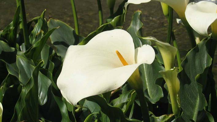 Flores para velórios