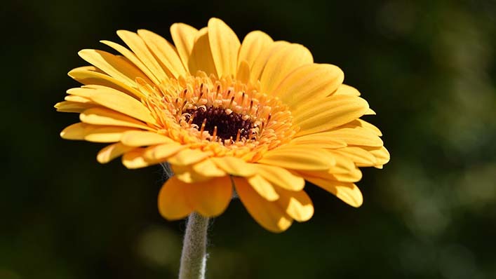 Flores para velórios