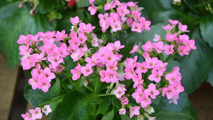 Flores para velórios