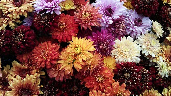 Flores para velórios