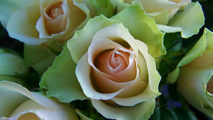 Flores para velórios lores para velórios