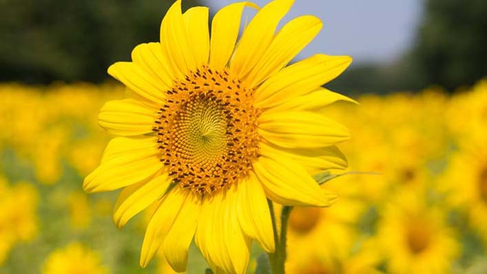 coroa de flores para velório
