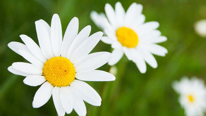 coroa de flores para velório