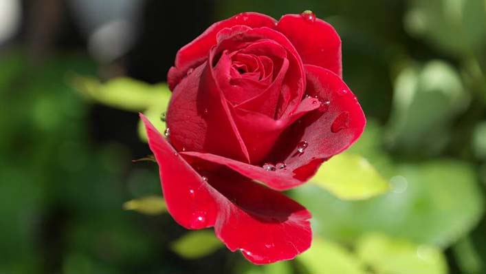 coroa de flores para velório