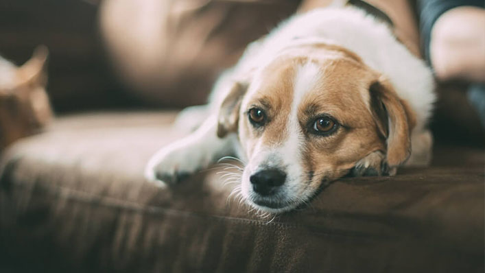 CREMAÇÃO DE ANIMAL CAPA