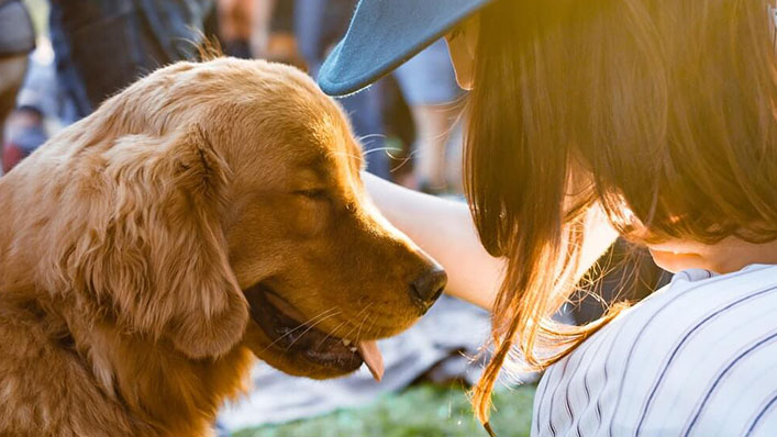 CREMAÇÃO DE ANIMAL CAPA