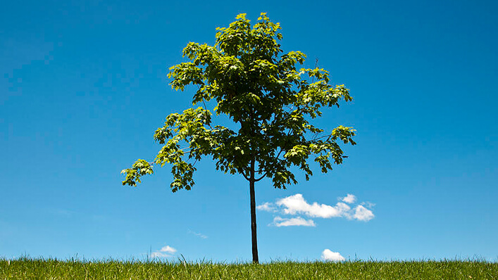 o que fazer com as cinzas de cremação - transformar em árvore