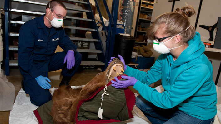 Como é feito a Taxidermia 
