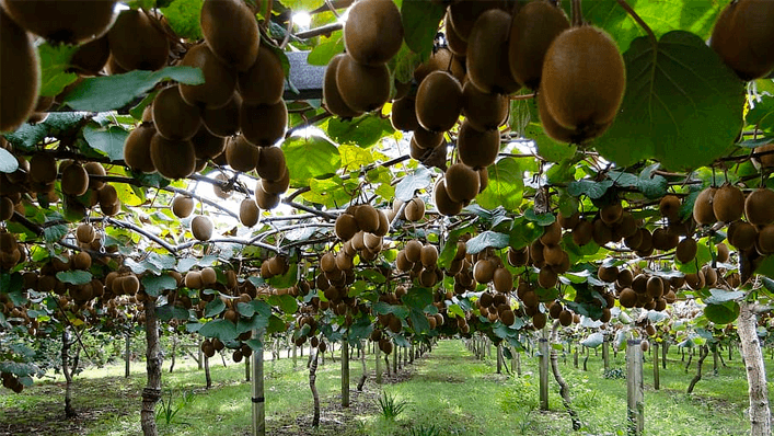 Árvores de kiwi