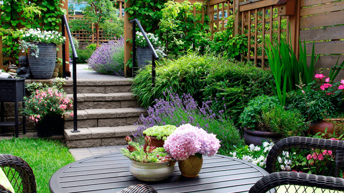 Jardim doméstico - plantas